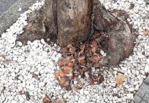C21 solicita que se revise la arboleda de Tui debido a la invasión de la seta Armillaria Mallea
