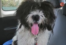 Se busca el dueño de un perro hallado en Vincios