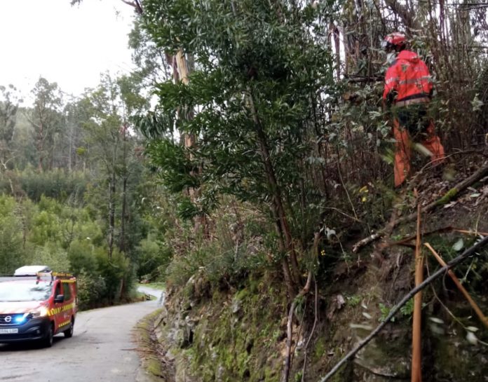 arboles_caidos_camos_ges