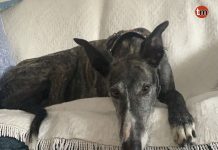 Buscan a Rocco, un galgo desaparecido en la zona del aeropuerto
