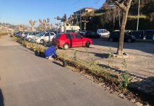175 nuevos arbustos decoran el entorno del centro de la tercera edad de A Ramallosa
