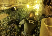 Desmantelan una plantación “indoor” de marihuana en una vivienda alquilada en Tomiño