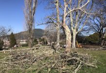 A Guarda poda especies arbóreas en parques públicos del municipio
