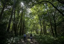 Vigo aprueba el proyecto para las rutas del programa Camiño a Camiño
