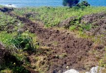 Los jabalíes destrozan un camino y una finca en Mougás