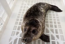 Maxibar, el lobo marino hallado en Baiona, regresa a su medio natural