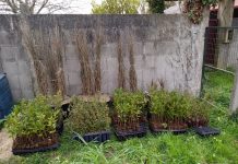 Tomiño celebra los días del bosque y del árbol entregando plantas forestales autóctonas