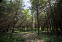 Prohibidas las quemas agrícolas y forestales de particulares debido a las condiciones meteorológicas