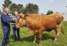 Un carnicero de Tui compra dos bueyes en O Porriño para venderlos en su tienda de Valença