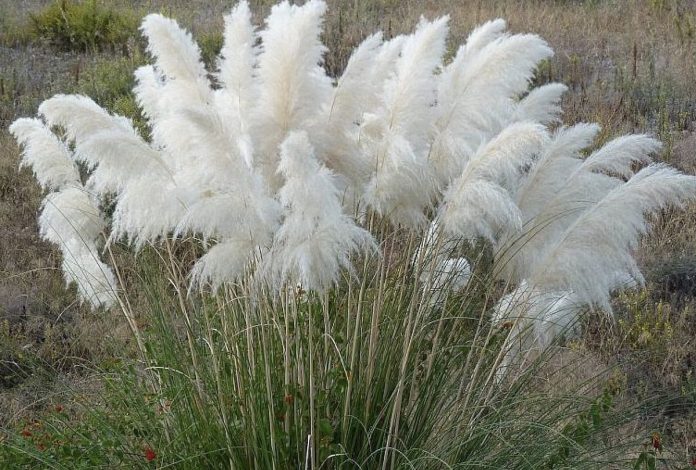 hierba pampa