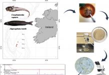 Investigadores del IEO encuentran plástico en peces a más de 1.000 metros de profundidad