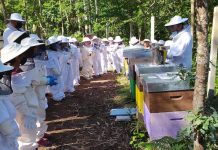 Apicultura Niño do Corvo busca terrenos forestales en O Baixo Miño para implantar colmenares