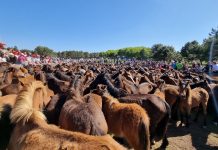A Valga abre la temporada de curros en Galicia