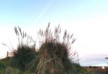 Oia y Galicia Ambiental conciencian sobre los peligros de las especies invasoras