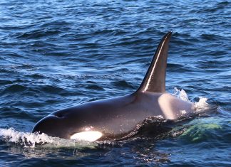 Menos de 40 ejemplares componen la subpoblación de Orca Ibérica