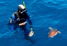 ‘Comanchita’, la tortuga rescatada en Ons, regresa al mar tras completar su rehabilitación en Nigrán