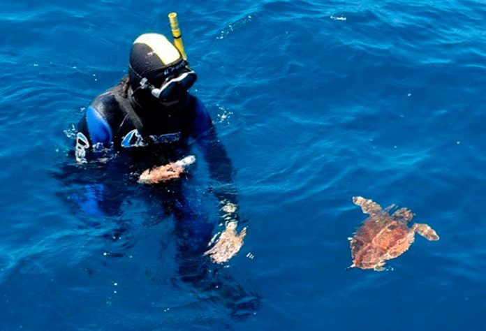 'Comanchita', la tortuga cemma nigran