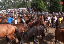 El próximo domingo se celebra el curro de Mougás