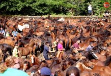 Cientos de personas disfrutaron este domingo del curro de Torroña