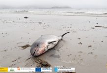 CEMMA presenta el proyecto Red de Varamientos de Galicia- Revargal