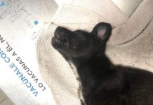 Piden la colaboración ciudadana para localizar a quién tiró a una cachorra malherida a una finca