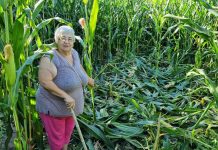 Los jabalíes causan destrozos en una finca de maíz en Mañufe