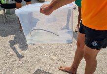 Retiran una serpiente de una playa de Baiona