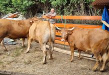 La carnicería Talho dos Galegos en Valença pone a la venta cuatro bueyes criados en O Porriño y Tomiño