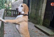 Buscan a Dante, un sabueso español desaparecido en Gondomar