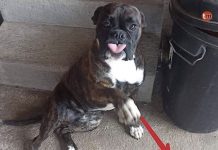 Buscan a Trueno por la zona de Vincios