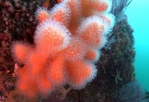 Los fondos marinos del Parque Nacional de las Islas Atlánticas, en buen estado