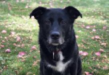 Buscan a Manchitas, una perra desaparecida en Chaín