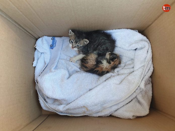 rescate gatos contenedor ges aguarda