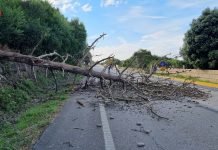 Retiran un árbol caído en la carretera entre Oia y A Guarda