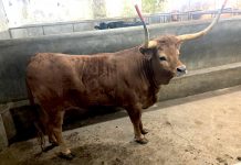 «Talho dos Galegos» en Valença pone a la venta carne de vaca de raza Cachena