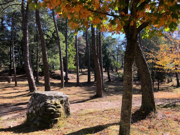 Outono en Tui Monte Aloia