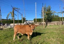 Talho dos Galegos en Valença pone a la venta dos bueyes criados en O Porriño