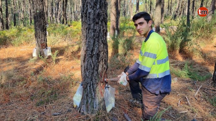 resina-jose-alvarez-as-eiras