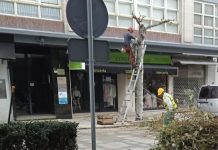 El PP critica la privatización del servicio de poda en Baiona