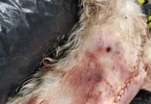 Matan a un perro a puñaladas en La Isla de Tali