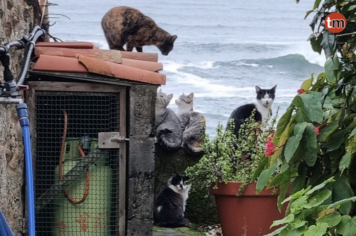 gatos