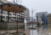 O Porriño planta 100 nuevos árboles en el casco urbano