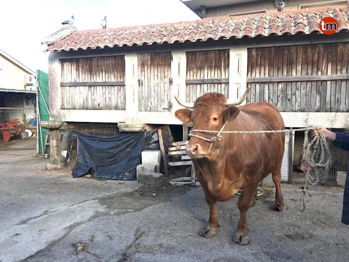La carnicería Talho dos Galegos en Valença pone a la venta un buey de raza rubia gallega