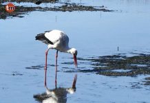 Lucenza organiza una andaina por A Foz y una charla sobre aves migratorias