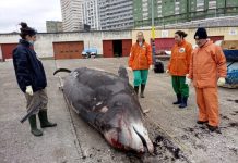 El zafio varado en A Coruña falleció por la ingesta de plástico