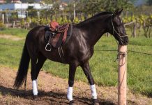 I Xuntanza Cabalar en Piñeiro