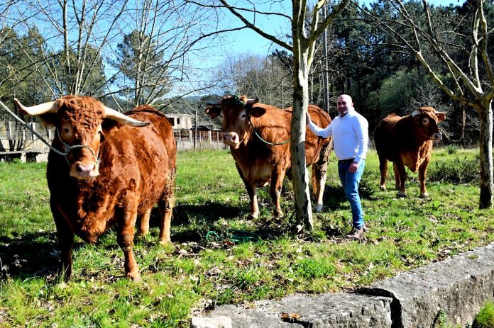 tres bueyes talho galegos