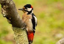 A Fada do Aloia organiza una ruta para escuchar a las aves en su entorno natural