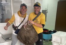 Capturan en A Guarda un rodaballo de 12,5 kilos