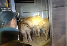 Interceptan en Tui el transporte transfonterizo de nueve terneros sin documentación sanitaria